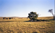 Hluhluwe > La Route des Batailles > Vryheid