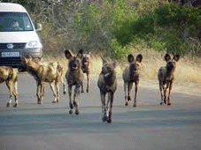 Mbabane > Zoulou Land  > Hluhluwe (R&eacute;serves)