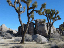 Palm Springs, CA > Route 66 > Kingman, AZ
