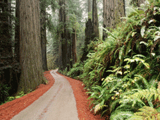 Brookings, OR > Redwood National Park, CA > Fort Bragg, CA