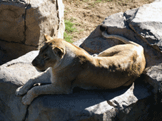Malelane > Safaris au Kruger Park > Malelane