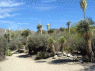 Cactus - American Motors Travel&copy;