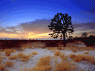 Joshua Tree National Park - American Motors Travel&copy;
