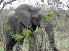 Vryheid > Safari &agrave; Hluhluwe > Vryheid