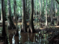 The Great South Tours - Columbia, SC > Parc national de Congaree > Charleston, SC