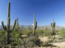 Saguaro - American Motors Travel©