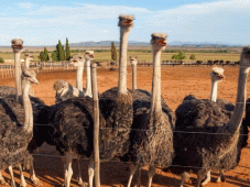Route 62 Tours - Plettenberg Bay > Oudtshoorn