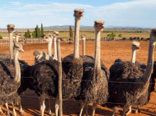 Route 62 Tours - Plettenberg Bay > Oudtshoorn