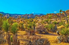 Western Tours - Palm Springs, CA > Joshua Tree > Route 66 > Kingman, AZ