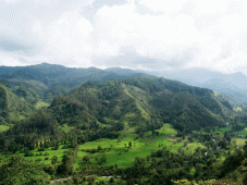 La route du caf&eacute; &agrave; travers les Andes - Medellín > Jardín