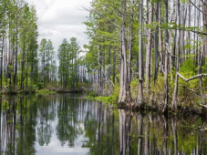 The Great South Tours - St Marys > Okefenokee Nat’l Wildlife Refuge > Albany, GA