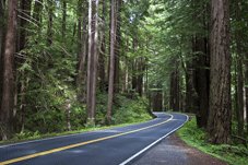 Pacific Coast Tours - Brookings, OR > Redwood Nat’l Park > Fort Bragg, CA