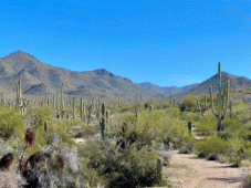 Arizona Tours - Phoenix, AZ > Apache Trail > Saguaro Nat'l Park > Tucson, AZ