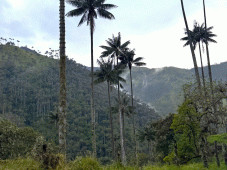 La route du caf&eacute; &agrave; travers les Andes - Salento > Ibagué