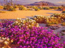 Tribute to Easy Rider - Yuma, CA > Julian, CA