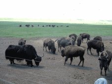 Far West Tours - Denver, CO > Terry Bison Ranch > Cheyenne, WY