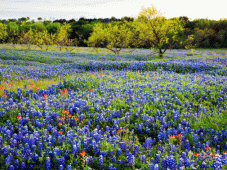 Texas Tours - Austin, TX > Bandera, TX