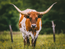 Texas Tours - Bandera, TX